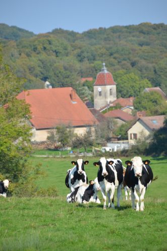 Révision du plan local d?urbanisme